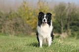 BORDER COLLIE 1401